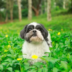 A cute black and white Shih Tzu peeks out from a field of green leaves and yellow flowers, its curious eyes looking right at the camera.