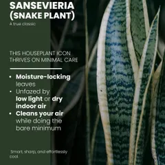 The Snake Plant is a true classic for a reason. It thrives on minimal care, tolerates low light, and cleans your air. We recommend it for anyone looking for an effortlessly cool and resilient houseplant.