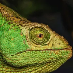 A portrait of the Malagasy giant chameleon, the world's largest chameleon species. Its textured skin and rotating eyes make it a fascinating subject to photograph.