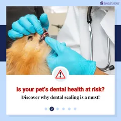 Is your pet's dental health at risk? This graphic serves as an important reminder for pet parents to consider the necessity of dental scaling. It's a critical preventive measure that we recommend as part of a complete wellness plan.