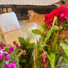 Bebo, one of our beloved adopted desi dogs, reminds us why adoption is the best choice. Love comes in all shapes, sizes, and breeds. Adopting a stray saves a life and gives you a friend for life.