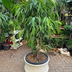 The Ficus Alii is a graceful tree with long, slender leaves that create a soft, weeping effect. It's a less common Ficus variety that offers a more delicate texture than its broad-leafed relatives.