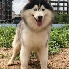 This handsome Husky is happy and alert in his kennel. The open design allows for plenty of airflow and lets the dogs see what's going on around them.