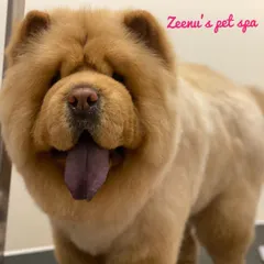 Meet Leo, a majestic Chow Chow, looking incredibly handsome after his grooming. Handling a thick double coat requires a special deshedding treatment and thorough brushing to ensure the coat is healthy, clean, and free of matts.