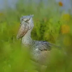 The Shoebill Stork, with its prehistoric look, is famous for standing motionless for hours while hunting. This intense stare, captured in Uganda, gives a glimpse into the patience of this unique predator.