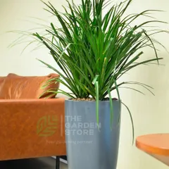 A tall Dracaena plant in a sleek, modern grey planter adds a touch of sophistication to this corporate lounge area. This type of indoor plant is excellent for adding vertical interest and purifying the air in common spaces.