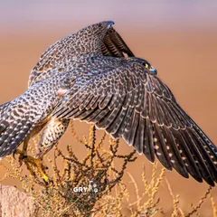 A Peregrine Falcon, one of the fastest animals on the planet, surveys its territory. This shot showcases the majestic posture and detailed feather patterns of this incredible bird of prey, a subject I frequently track on my expeditions.