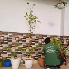 A member of our gardening and maintenance team at work on a terrace project. We offer ongoing maintenance services to ensure your green spaces continue to look their best long after the initial setup.