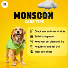 Here are more tips for the monsoon. Keeping your pet's coat clean and dry is crucial to prevent skin infections, and I always ensure a thorough dry-off after a bath.