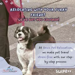 Relocating with your furry friend? We make pet travel stress-free with our proven step-by-step process. Let us handle the details so you can enjoy the journey.