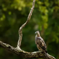A Crested Hawk Eagle, also known as the Changeable Hawk Eagle, perches on a branch in Nagarahole. Its sharp gaze and prominent crest are perfectly detailed in this portrait.