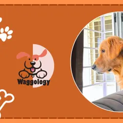 A snapshot of Goldie, a wonderful Golden Retriever, looking out the window. His family's journey with him is a testament to how consistent training can create a calm and loving companion.