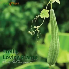 Some plants, like this ridge gourd, love to climb and need support to grow well. Providing a trellis helps them thrive and produce more fruit.