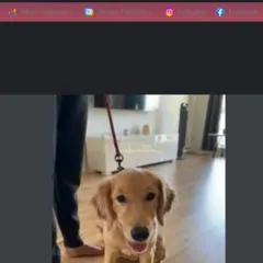 This is a snapshot from an online session with Fiji in Montreal. Online training has allowed me to help first-time pet parents around the globe, providing them with a clear schedule and techniques to set their puppies up for success.