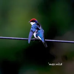 A female Wire-tailed Swallow pauses for a brief rest. Her iridescent blue back shines beautifully against the soft green background, a fleeting moment of stillness in a life of flight.