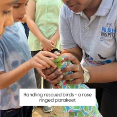 A child learns the delicate skill of handling a rescued rose-ringed parakeet. These gentle interactions at the People for Animals wildlife hospital teach profound lessons in empathy, respect, and the responsibility of animal care.