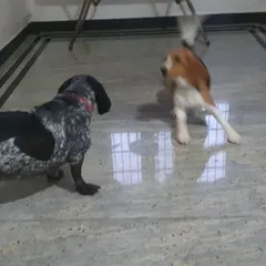 A game of chase between a German Shorthaired Pointer and a lively beagle. My spacious indoor area allows for plenty of fun and exercise, even on a rainy day.