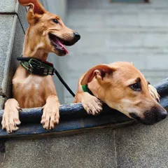 A different angle of the two foster siblings. The one on the left has a classic happy dog smile, while the other looks on with a gentle, thoughtful expression. Capturing these dual personalities in one frame is what makes photographing pairs so special.