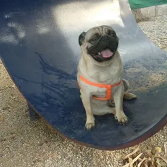 This happy Pug is having a great time sitting inside one of our tunnel-like play structures. We have equipment suitable for dogs of all sizes.