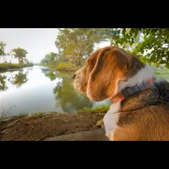 My beagle Scamp, looking thoughtful by the riverbank on a misty morning. The soft, natural light and serene water create a peaceful, almost philosophical mood.