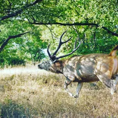 Everyone in the forest wants to live. This Sambar deer is running for its life after hearing the growl of a predator in Ranthambor. The shadows of the branches on its body create an interesting pattern, adding to the drama of this life and death moment.