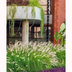 This composition shows my approach to layering plants. The tall grasses, cascading creepers, and colorful ground cover create a rich tapestry of textures that connects the building's upper and lower levels.