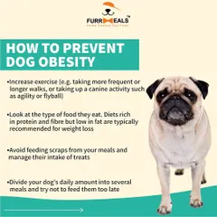 Could your dog be overweight? This series helps you identify the signs of obesity, understand the common health problems it causes like diabetes and arthritis, and learn practical steps you can take to prevent it.