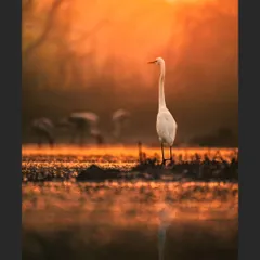 A Great Egret stands tall against a fiery orange sunrise, its white feathers catching the light. The misty background and perfect reflection create a powerful and atmospheric image.