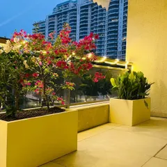 Evening ambiance on the DLF Camellias balcony. We integrated subtle mood lighting along the railing and within the planters to make the space just as inviting after sunset, highlighting the vibrant colors of the bougainvillea.