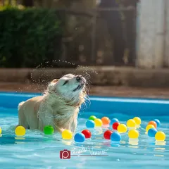 A golden retriever shakes off water in a pool full of colorful balls. I love capturing these unscripted, authentic moments of pure doggy bliss.