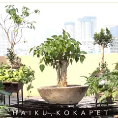 For the rooftop at Haiku in Kokapet, I created a green wonderland using a collection of large bonsai trees. Each plant was chosen to match the unique vibe of the space. This project shows how I use greenery to tell a story and create an atmosphere, turning a simple spot into a memorable experience.