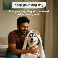 A happy husky getting a towel dry after a walk. Keeping your dog dry, especially during the humid monsoon season, is crucial for preventing fungal infections and skin issues. A quick pat down after every walk goes a long way.
