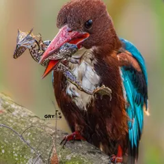 A powerful and raw moment of survival in the wild. This White-throated Kingfisher has just secured its meal. Capturing these real-life dramas is a key part of my work, offering a glimpse into the unfiltered lives of these incredible birds.