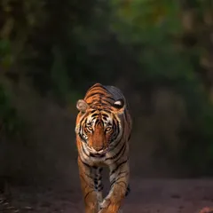 A young tigress, Choti Madhu, walks head-on in Tadoba. Capturing this intense gaze and powerful walk is a signature shot for any wildlife photographer.
