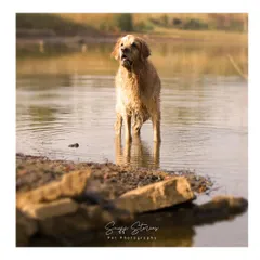 A Golden Retriever stands alert in the water, looking off into the distance. The warm, golden hour light and serene setting create a beautiful, contemplative portrait that highlights the dog's gentle nature.