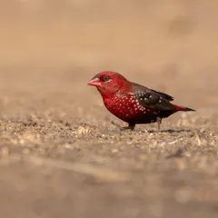 A male Red Avadavat, or Strawberry Finch, in its brilliant red breeding plumage. These tiny birds are a delight to photograph, and I know the best spots to find them.