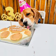 The best part of any birthday is the cake! I make special dog-friendly cakes, personalized for your pup. Seeing them enjoy their very own treat, like this little one on his third birthday, is just the best feeling.
