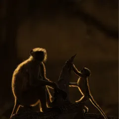 This is rim light photography. By placing the subject between you and the light source, you can create a beautiful glowing outline. This mother monkey and her baby are perfectly highlighted, separating them from the dark background.