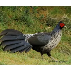 A male Kalij Pheasant steps gracefully through the grass. Finding these game birds in the Himalayan foothills is always a thrill, and their striking plumage makes for a fantastic photographic subject.
