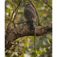 A Crested Serpent Eagle with its python kill. This is a rare and dramatic sight, showcasing the eagle's power and its role as a predator in the jungle ecosystem.