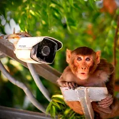 Sometimes our cameras capture unexpected visitors! A curious monkey gets a close-up look at one of our outdoor Hikvision cameras.