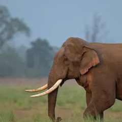 A magnificent tusker elephant, known as a 'tusker', walking through the grasslands. These large males are a symbol of the wild and make for incredible photo subjects.