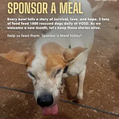 Rocket, a survivor of canine distemper, enjoys her daily meal. Her recovery and continued health depend on consistent, nutritious food, which is funded entirely by donations.