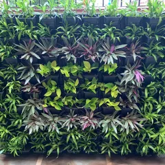 A close-up look at the rich textures of a healthy vertical garden. I use a mix of plants like Rhoeo, Money Plant, and Spider Plant to create a dense, multi-dimensional, and air-purifying living wall.