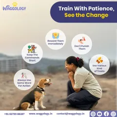 This graphic sums up my entire training philosophy. I believe patience and positive reinforcement are the keys to building a strong bond. By using clear, consistent words and rewarding good choices, we help dogs understand what we're asking, turning training into a trust-building exercise, not a battle of wills.