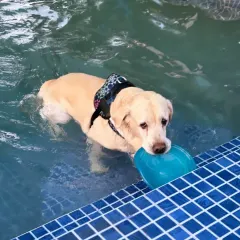 This Labrador is enjoying a game of fetch right in the pool, retrieving his favorite water toy.