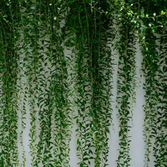 Our premium artificial creepers bring you the same greenery and beauty as real plants, but without the need for watering, trimming, or sunlight. They are perfect for creating a lush, zero-maintenance green wall.