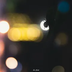 A silhouette of a spider against the colorful bokeh of Diwali lights. This image captures the festive atmosphere by using the out-of-focus lights to create a vibrant, celebratory background for a tiny subject.