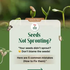 Are your seeds not sprouting? Don't worry, it's a common issue. We've identified the 5 most common mistakes beginners make and created a guide to help you fix them and get your seeds to grow strong.