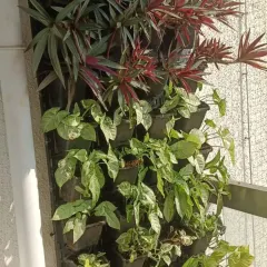 A close-up of a vertical wall garden, featuring a mix of Syngonium and other foliage plants. This is a great space-saving solution for adding greenery.
